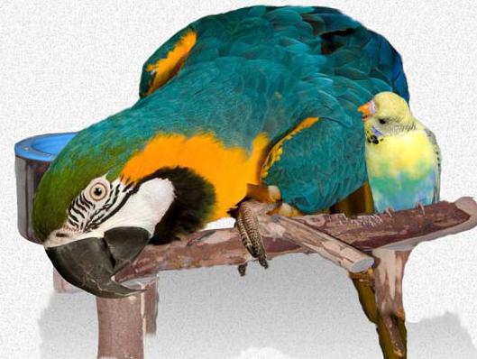 аверсектиновая мазь для попугаев