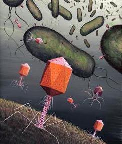 Бактериофаги виды