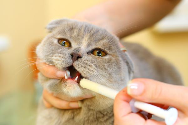 как давать вазелиновое масло кошке 