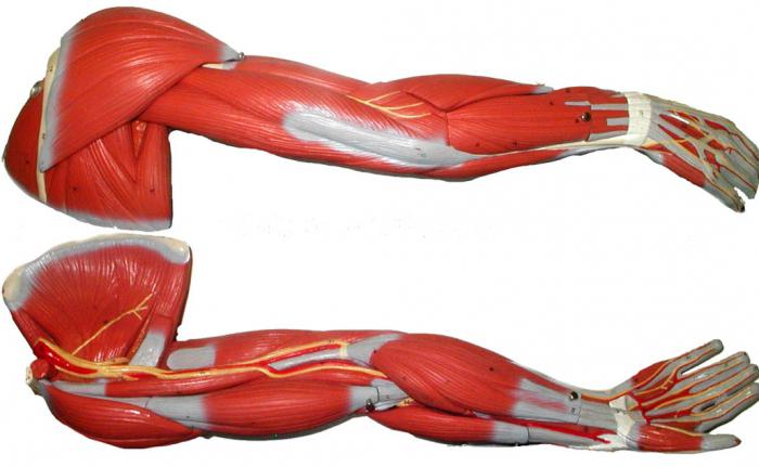 мышцы руки анатомия