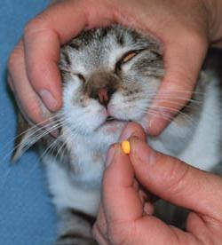 как давать кошке таблетки