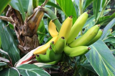 банановое дерево