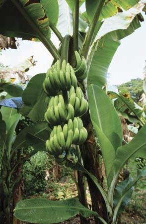как растут бананы фото