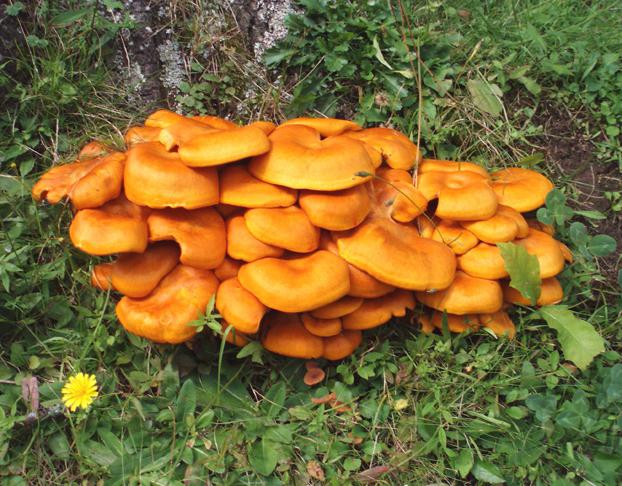 лисички грибы где растут