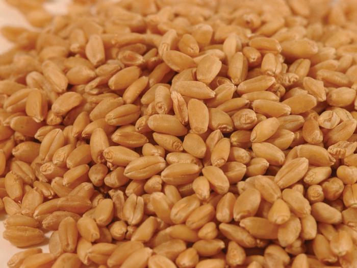 брага для самогона из пшеницы