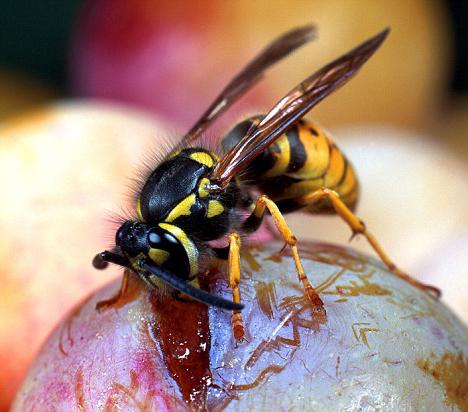 как защитить виноград от осы