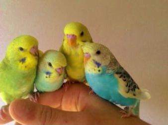 Волнистые попугаи, как приручить к рукам