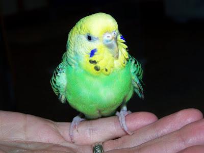 Как приручить попугая к рукам