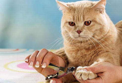 как подстричь ногти коту