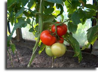 Почему трескаются помидоры в теплице