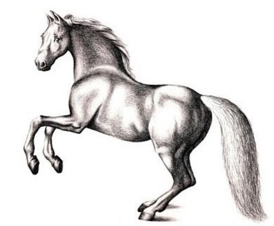 как нарисовать лошадь карандашом поэтапно