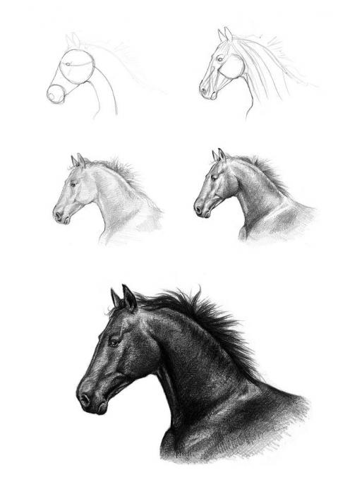  как нарисовать лошадь для начинающих