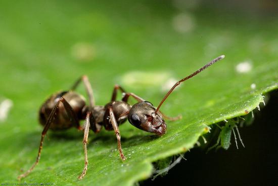 как избавиться от муравьев в огороде