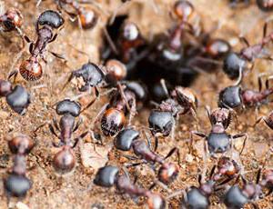как истребить муравьев на огороде