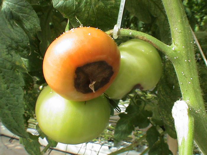 вершинная гниль томатов в теплице