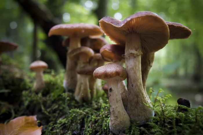грибы в лесу 