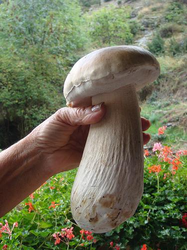 в каких лесах растут грибы 