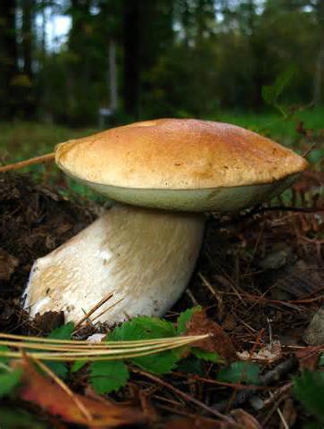 как правильно собирать белые грибы 