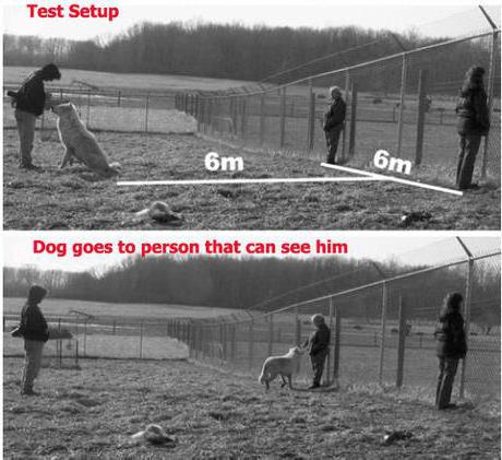 как собака видит человека