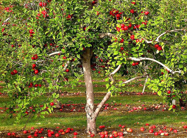 уход за яблоней