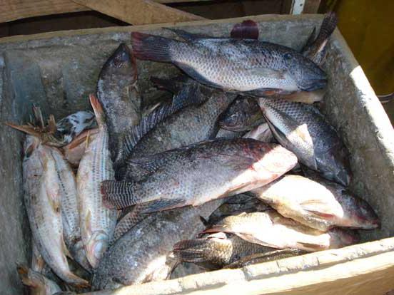 Как вялить рыбу в домашних условиях? Рецепт вяления речной рыбы