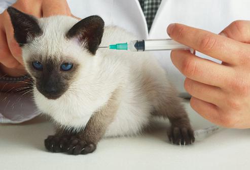 какие прививки делать котенку