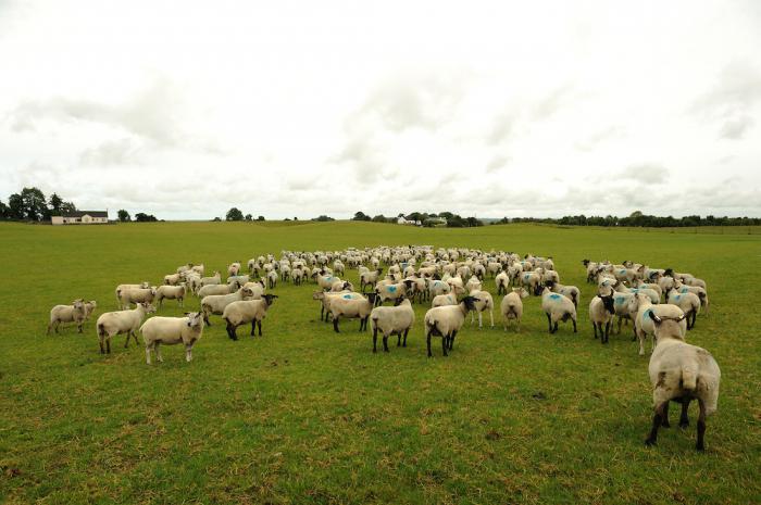 овцеводство ферма