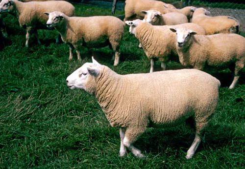 овцеводство породы