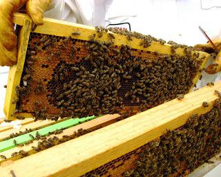  мед каштановый польза