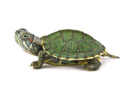 как ухаживать за черепахой 