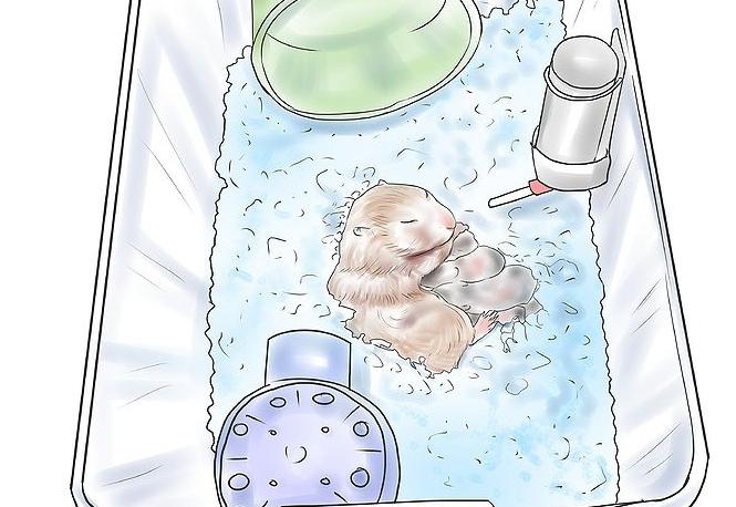 как ухаживать за новорожденными хомяками