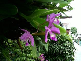 дикая орхидея цветок