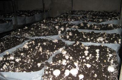 технология выращивания грибов