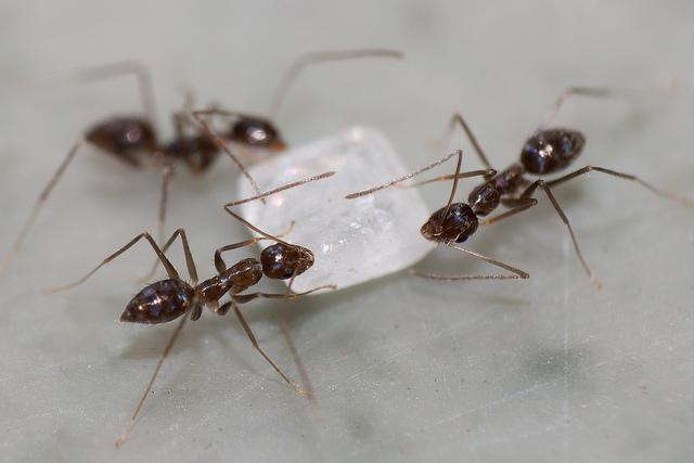 к чему снится много муравьев