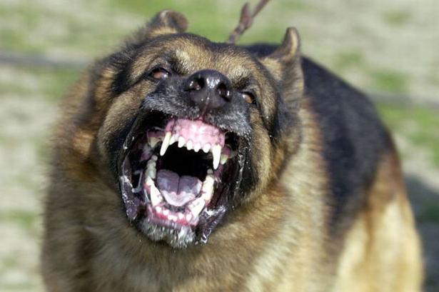 10 самых опасных пород собак: описание и почему нападают
