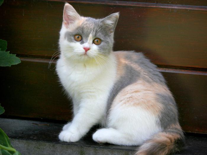 серая короткошерстная кошка порода 