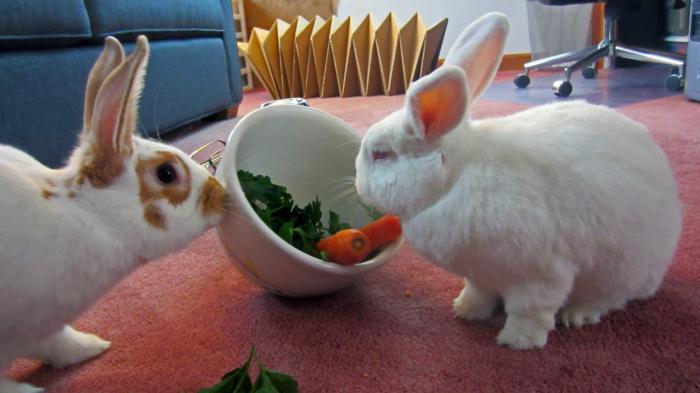 что едят кролики