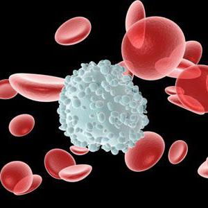 Что такое лейкоциты в крови