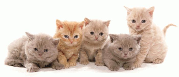 Кормим британских котят: общие правила кормления по возрасту