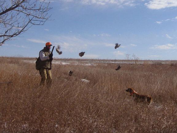 Охота на перепела в Ростовской области