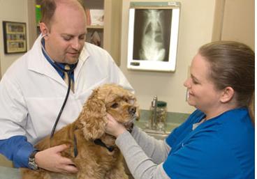 Энцефалитный клещ у собак лечение в домашних условиях thumbnail