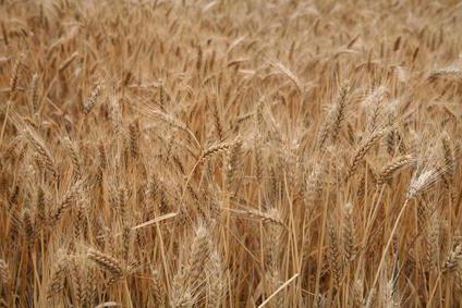 мука пшенично ржаная