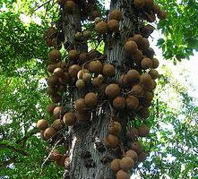 виды ореховых деревьев