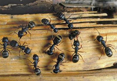 как уничтожить муравьев в бане