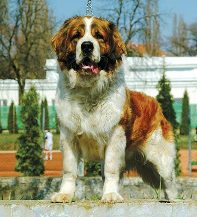 порода собак московская сторожевая