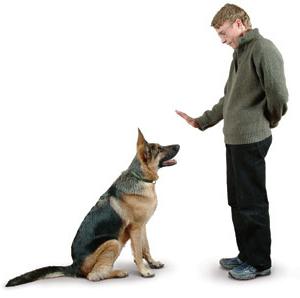 как учить собаку командам 