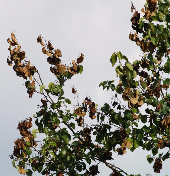 болезни груши чернеют листья