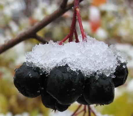 черноплодная рябина на зиму