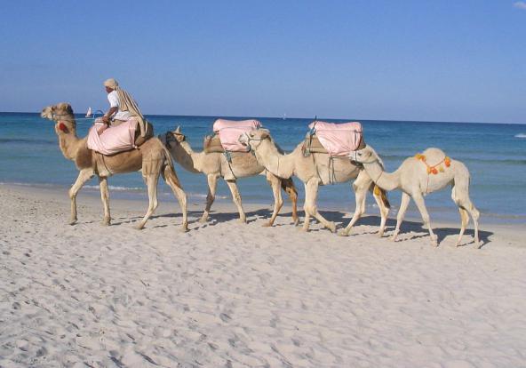 тунис пустыня сахара экскурсия 