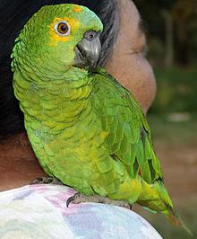 попугаи породы названия
